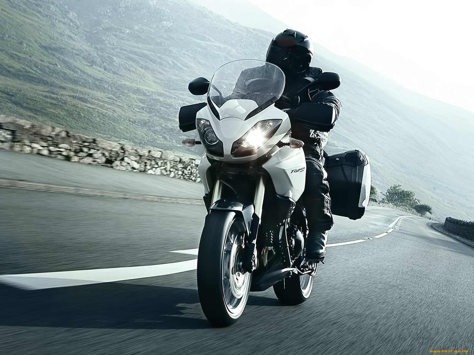 triumph, tiger, 2010, 